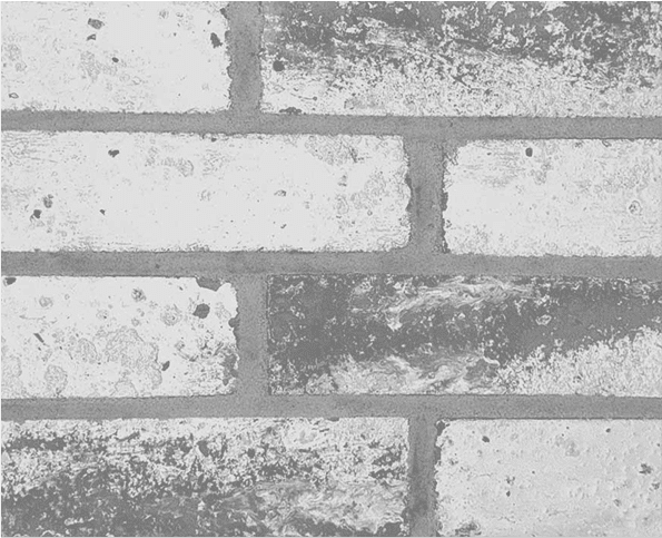 Winter Ash product image